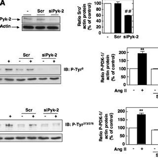 Role Of Pyk In Ang Ii Induced Pdk Tyrosine Phosphorylation A Mcs