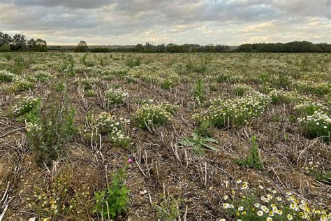 The Footpath Goes Through The Daisies Philip Jeffrey Geograph