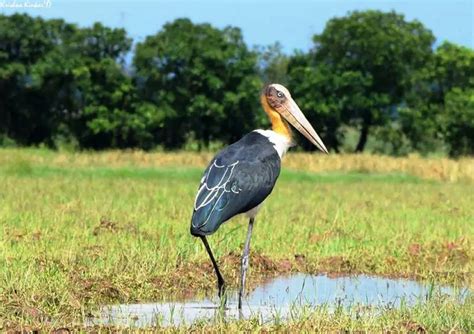 Pobitora Sanctuary In Assam Reopens - Lets Trip Desi