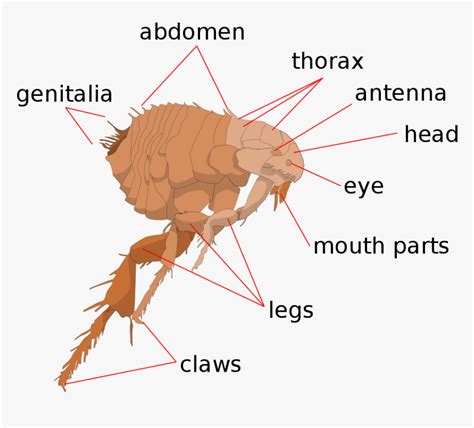 Scheme Flea Anatomy En Flea Anatomy Hd Png Download Kindpng