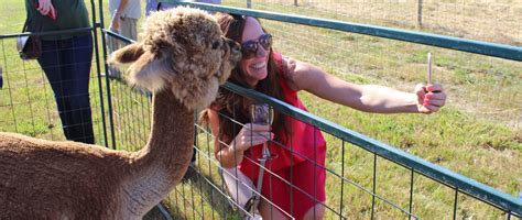 Oregon Dinner In The Field Alpacas At Marquam Hill Ranch With Alexeli