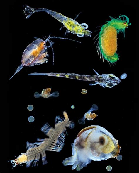 The beauty of plankton - in pictures | Weird sea creatures, Beautiful ...