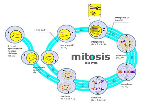 Persamaan Dan Perbezaan Mitosis Dan Meiosis Praktis Formatif