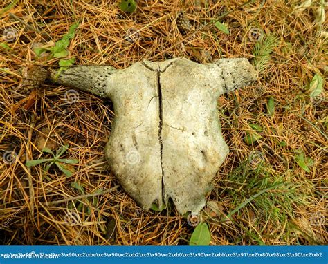 Abstract Rural White Bone Texture On The Forest Background Stock Photo