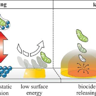 General principles of antimicrobial surfaces. | Download Scientific Diagram