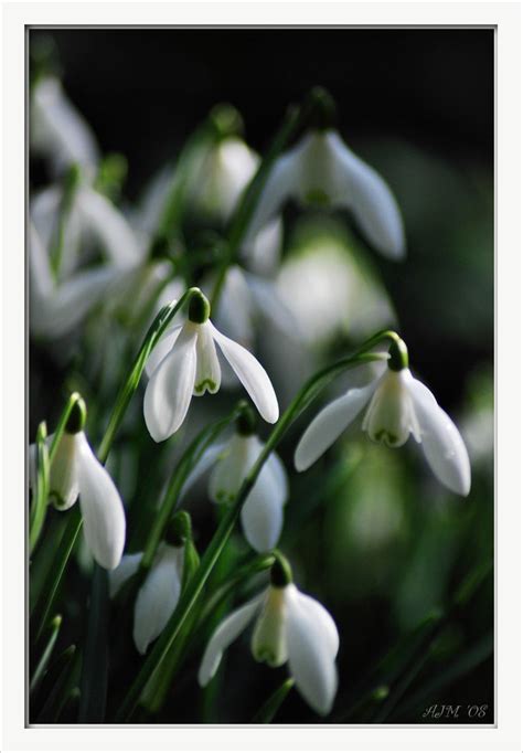 Snowdrops Th February Spring Is Just Around The Flickr