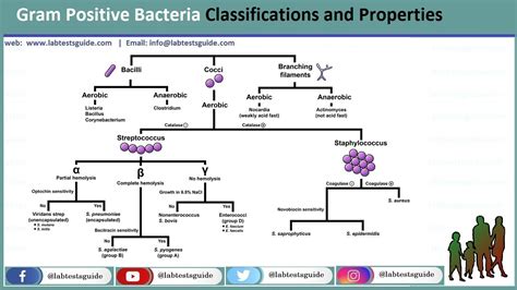 Gram Negative Rods And Gram Positive Cocci