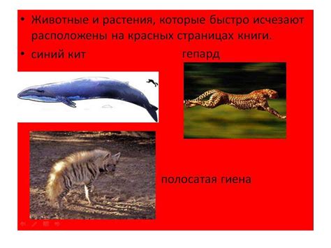 Проект «Красная книга». 2 класс - online presentation