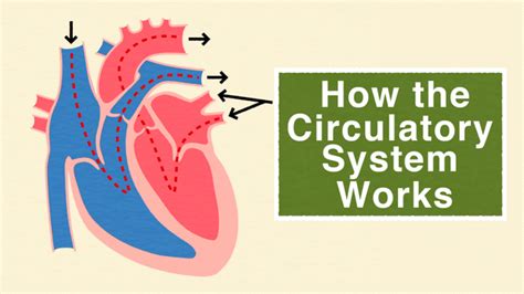 How Does the Circulatory System Work? | ClickView