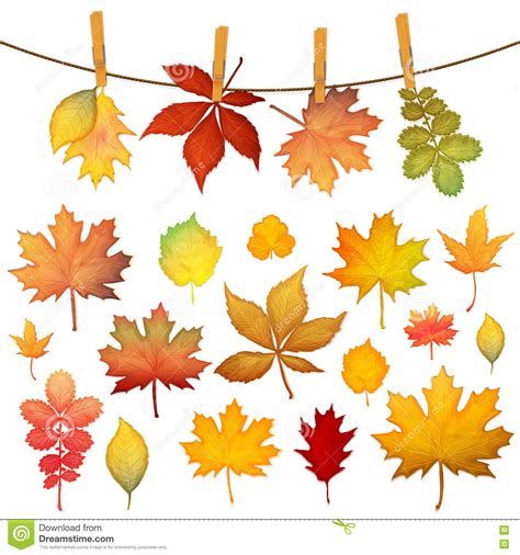 Colorful Autumn Leaves Set Stock Vector Illustration Of Plant 75539622