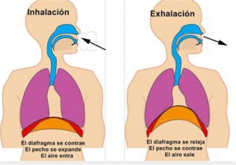 Qu Es El Diafragma Anatom A Importancia Y Funciones Demedicina