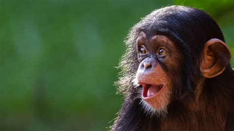 Chimpanzee Trekking & Primates Of Africa - Africa Tour Operators