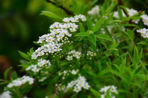 Spirea Bush With White Flowers Blossom In Springtime Stock Image Stock