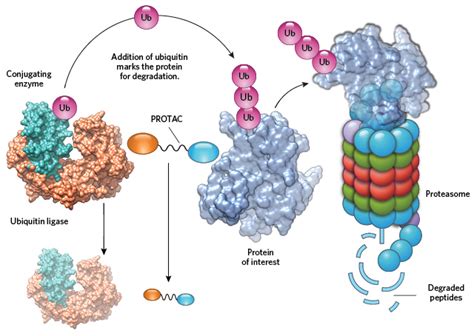 Infographic Proteasome Basics The Scientist Magazine®