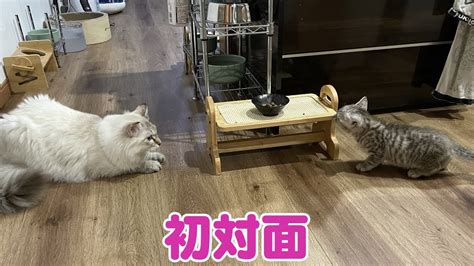 【保護猫活動】保護した子猫と先住猫の初対面！！！！ Youtube