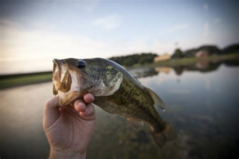 Bass Fishing For Beginners Tips For Fishing 101 Survival Life