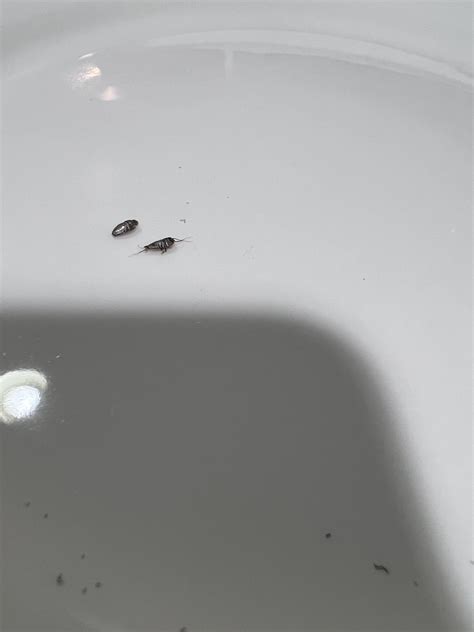 Are these silverfish nymphs? : r/whatisthisbug