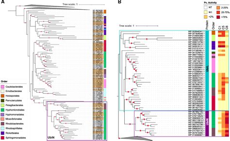 PDF Diversification Of Ubiquinone Biosynthesis Via Gene Duplications