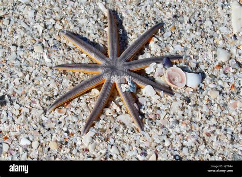 A Nine Armed Sea Star Luidia Senegalensis On Sand Stock Photo Alamy