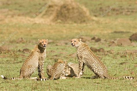 Cheetah group — Stock Photo © kaphotokevm1 #4019028