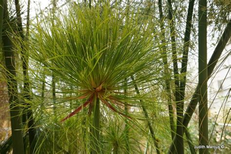 Cyperus Papyrus Papyrus Sedge Paper Reed Egyptian Paper Reed