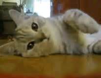 kitty paws adorable gif | WiffleGif