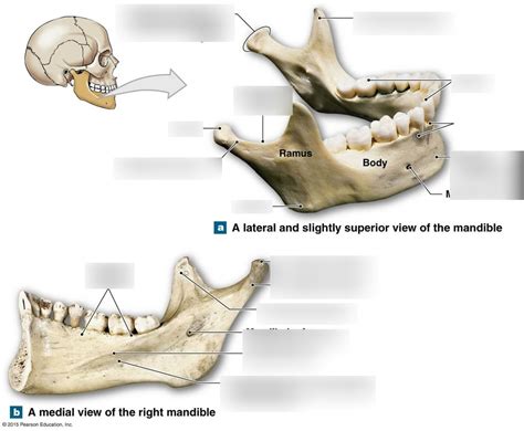 Mandible Diagram Quizlet