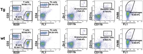 Flow Cytometric Analysis Of The Spleen Cell Type Distribution In