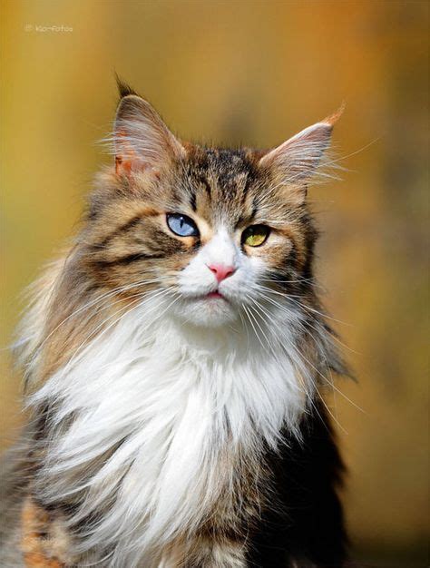 Main Coon Torbie Cat With One Blue Eye And One Gold Eye Kitties Cats