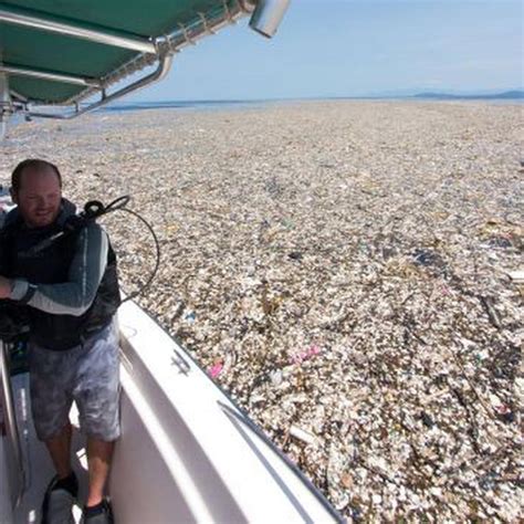 Separación Salvar Contratar Isla Plastico Pacifico Monitor Digital Pollo