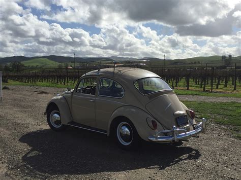 Kevin Machi S L Savanna Beige Beetle Vw Beetle