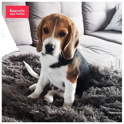 Tout Savoir Sur Le Beagle Chien Beagle Beagle Animaux Intelligents