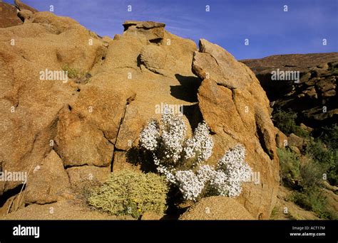 Richtersveld Plants Hi Res Stock Photography And Images Alamy