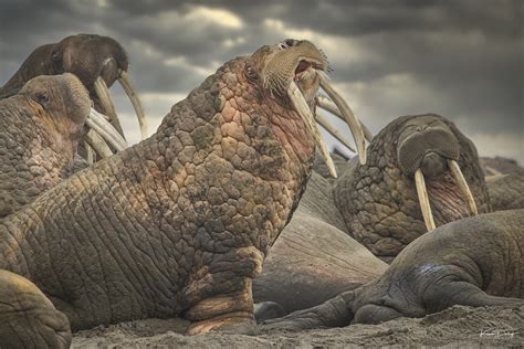 Photographing Walrus in wild Alaska - Idube Photo Safaris