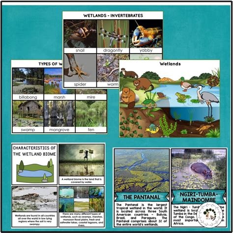 Wetland Biome Pack Montessori Nature Printables