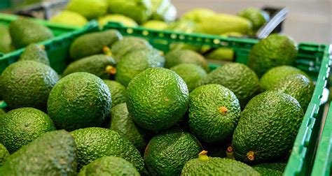 El Senasica asume la supervisión y certificación de huertos de aguacate