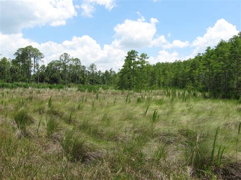 Grassy Coastal Prairie Clippix Etc Educational Photos For Students