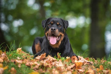 Most Dangerous Dogs