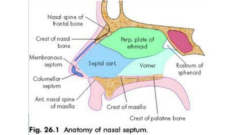 Solution Nasal Septum And Lateral Wall Ent Ug Studypool