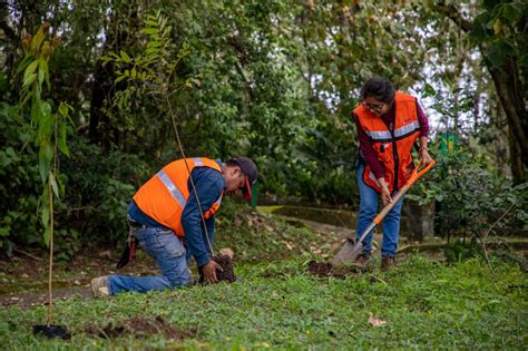 Realiza Ayuntamiento De Xalapa Jornada De Reforestaci N En El