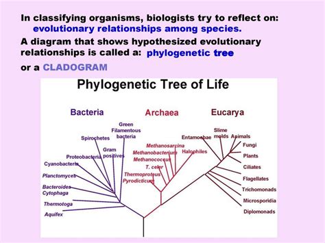 Cladistics Cladistics Classification Based On Common Ancestry Ppt