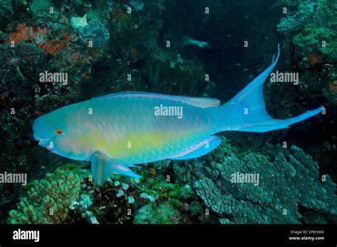 Nose Hump Parrotfish Scarus Rubroviolaceus Parrotfish Sodwana Bay