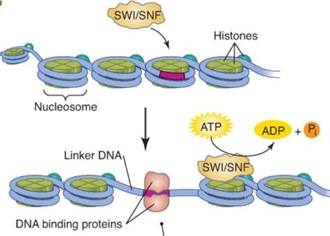 Lecture 4 Chromatin Remodelling And Transcriptional Repression