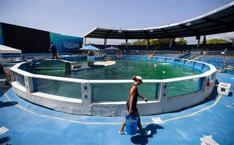 Federal Probes, Sick Animals, and Fed-Up Vets: The Miami Seaquarium Is on the Brink of Collapse ...