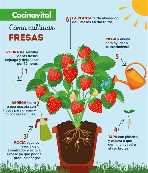 Cómo Cultivar Fresas En Macetas Para Un Huerto Casero Jardinería De