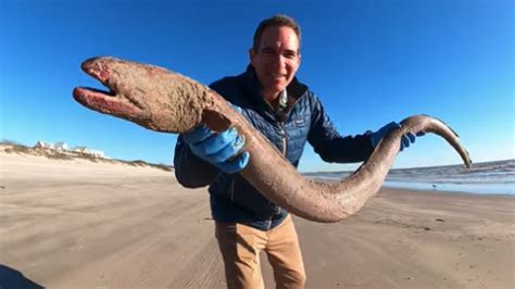 Massive Creepy American Eel Fish Washes Up On A Texas Beach