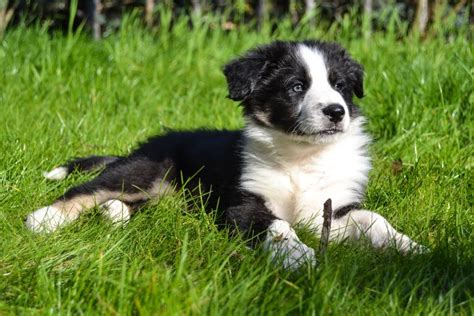 Intelligenza Canina Ecco La Classifica Dei Cani Pi Intelligenti A