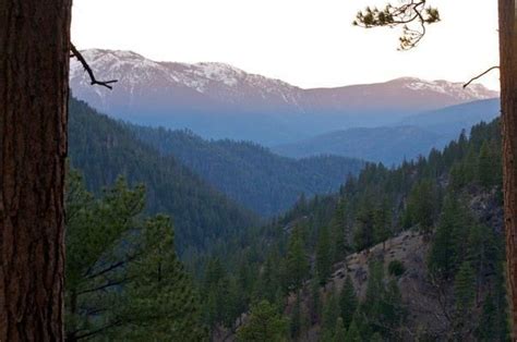 Miles And Miles Of Forest As Far As You Can See In Plumas County Ca