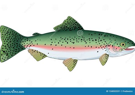 Trout Rainbow Fish Jumping Cartoon Royalty-Free Stock Image ...