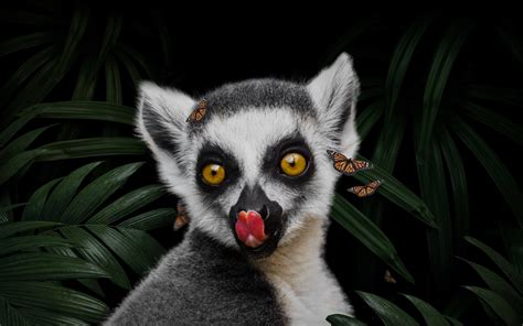 Wallpaper Mural - Jungle Lemur - Photo Wallpaper